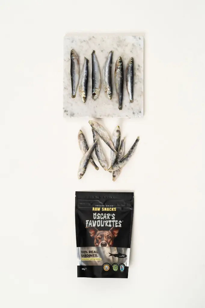 Sardines.webp